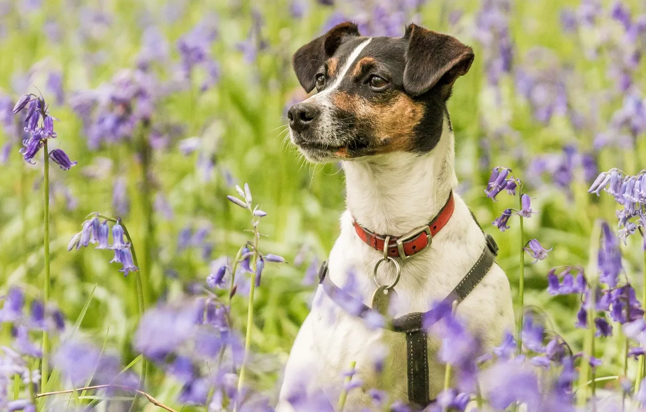 Photo wallpaper flowers, portrait, dog, meadow, collar, bells
