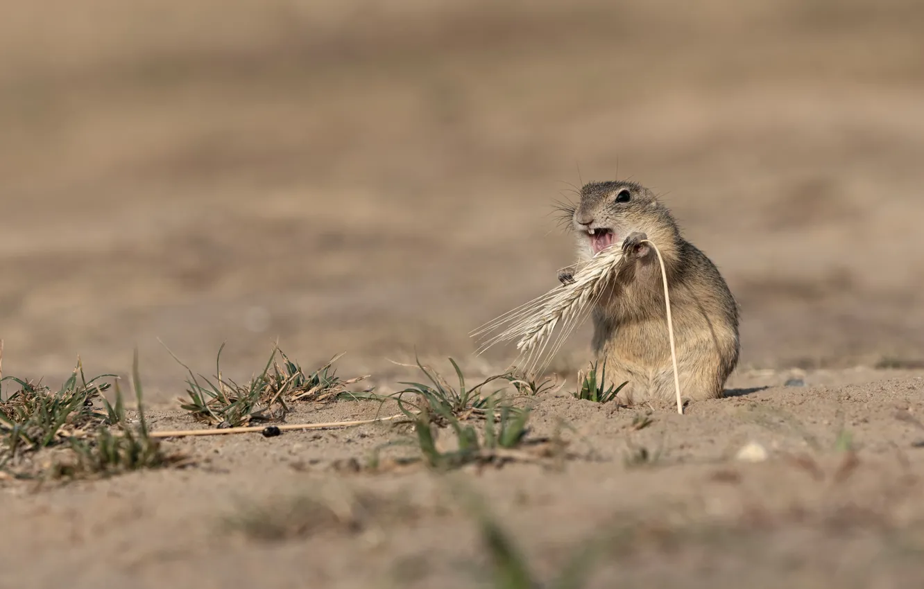 Photo wallpaper field, pose, teeth, gopher, stand, spike, rodent, meal
