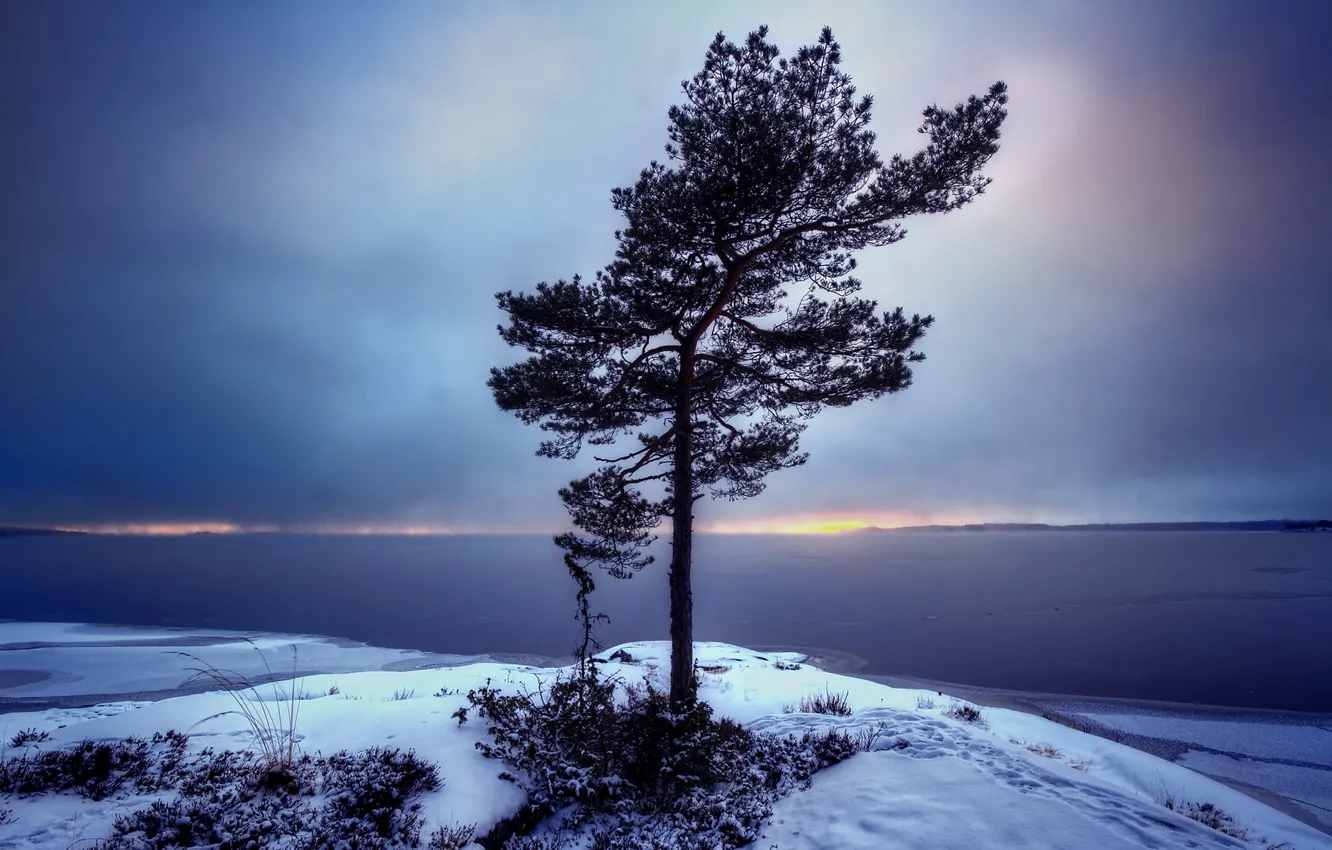 Photo wallpaper landscape, tree, Sweden, Bergvik, Varmland