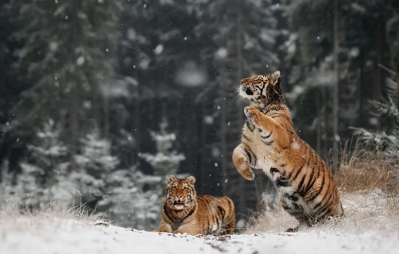 Photo wallpaper winter, frost, forest, snow, nature, tiger, pose, jump