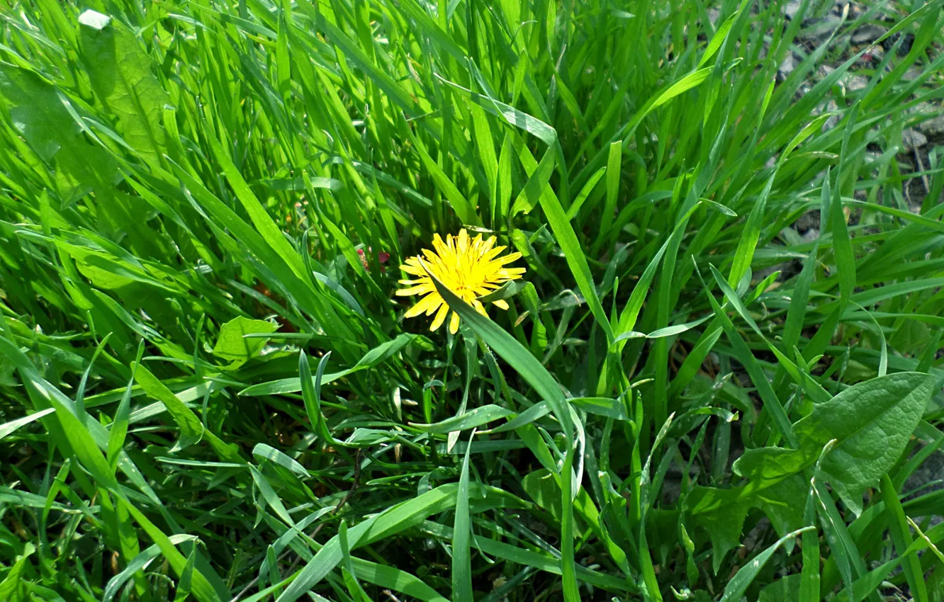 Photo wallpaper greens, grass, dandelion, spring