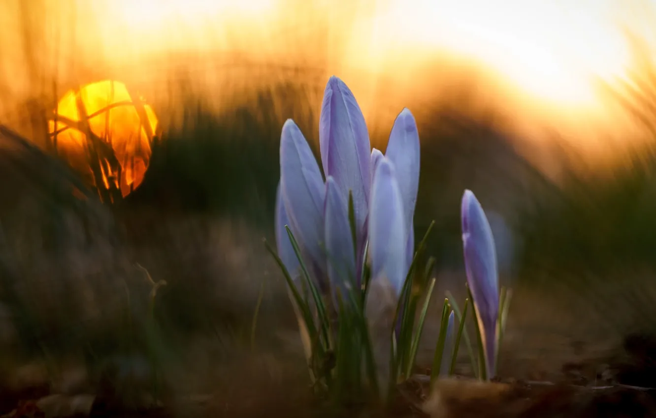 Photo wallpaper grass, macro, flowers, spring, crocuses, bokeh