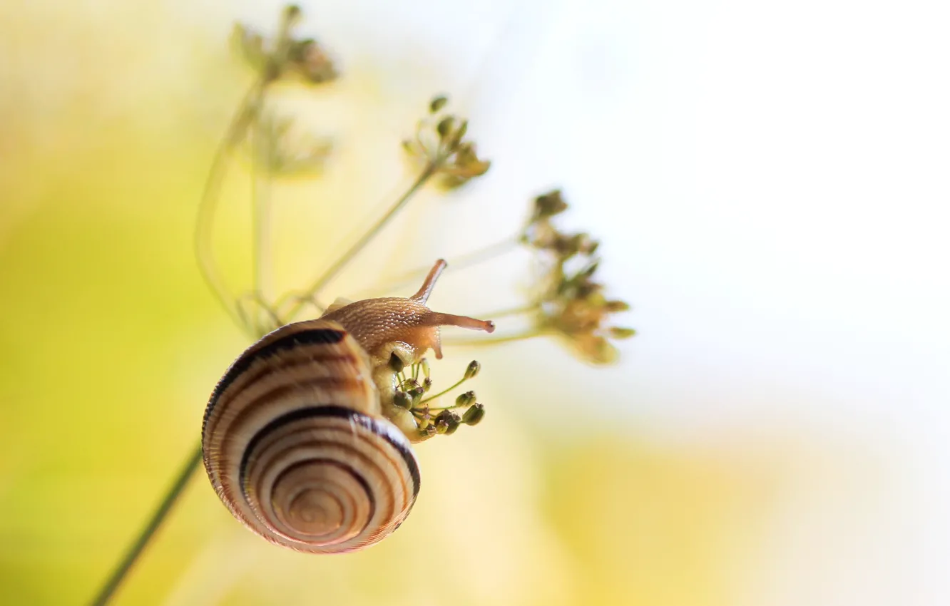 Photo wallpaper macro, snail, horn, shell