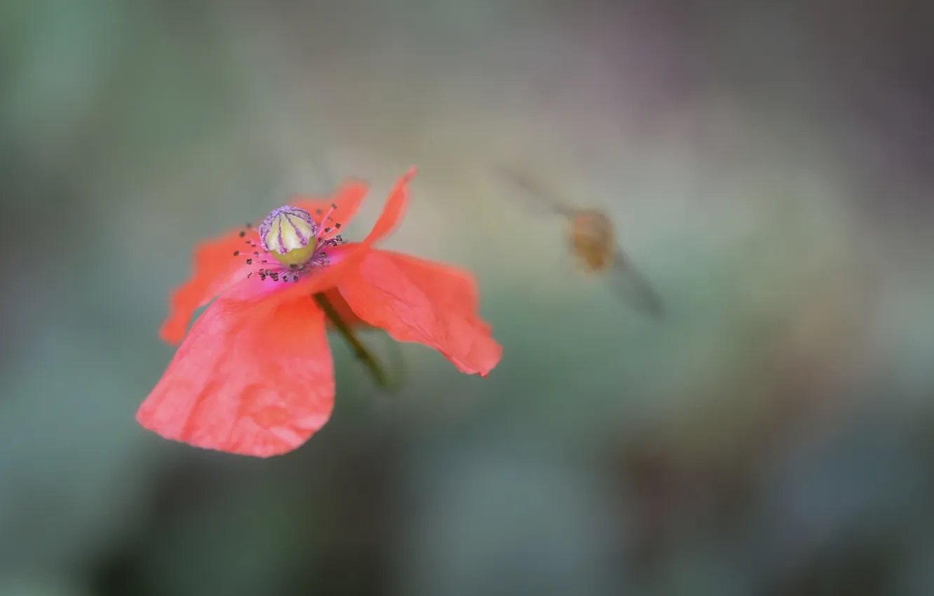 Photo wallpaper flower, Mac, petals, insect