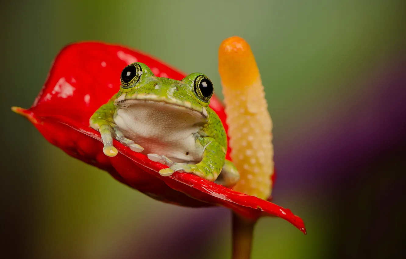 Photo wallpaper flower, frog, stamen
