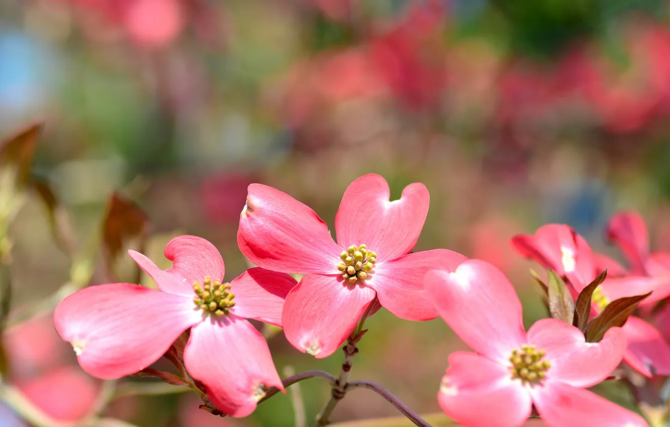 Photo wallpaper flowers, nature, plant, petals