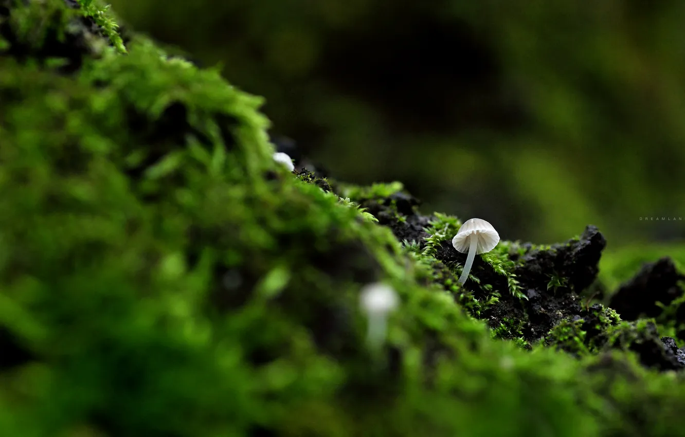 Photo wallpaper nature, mushroom, moss, Dreamland