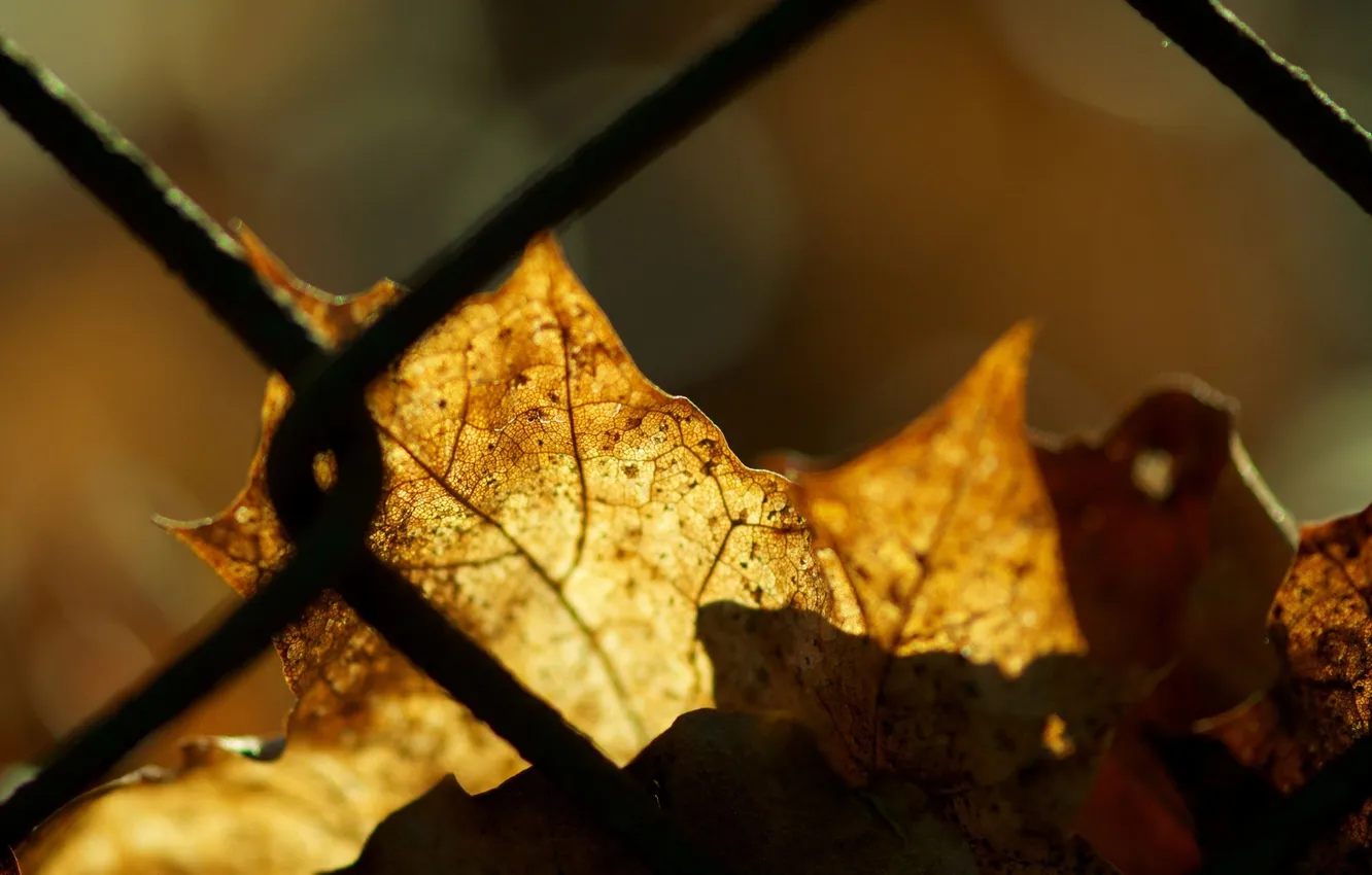 Photo wallpaper leaves, light, yellow, glare, solar, maple, Shine, mesh