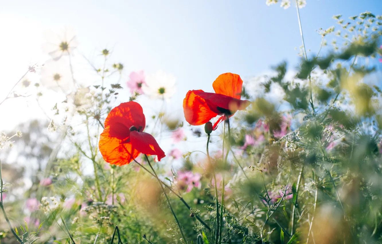 Photo wallpaper grass, nature, Mac