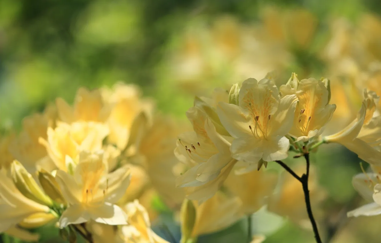 Photo wallpaper macro, yellow, Azalea, rhododendrons
