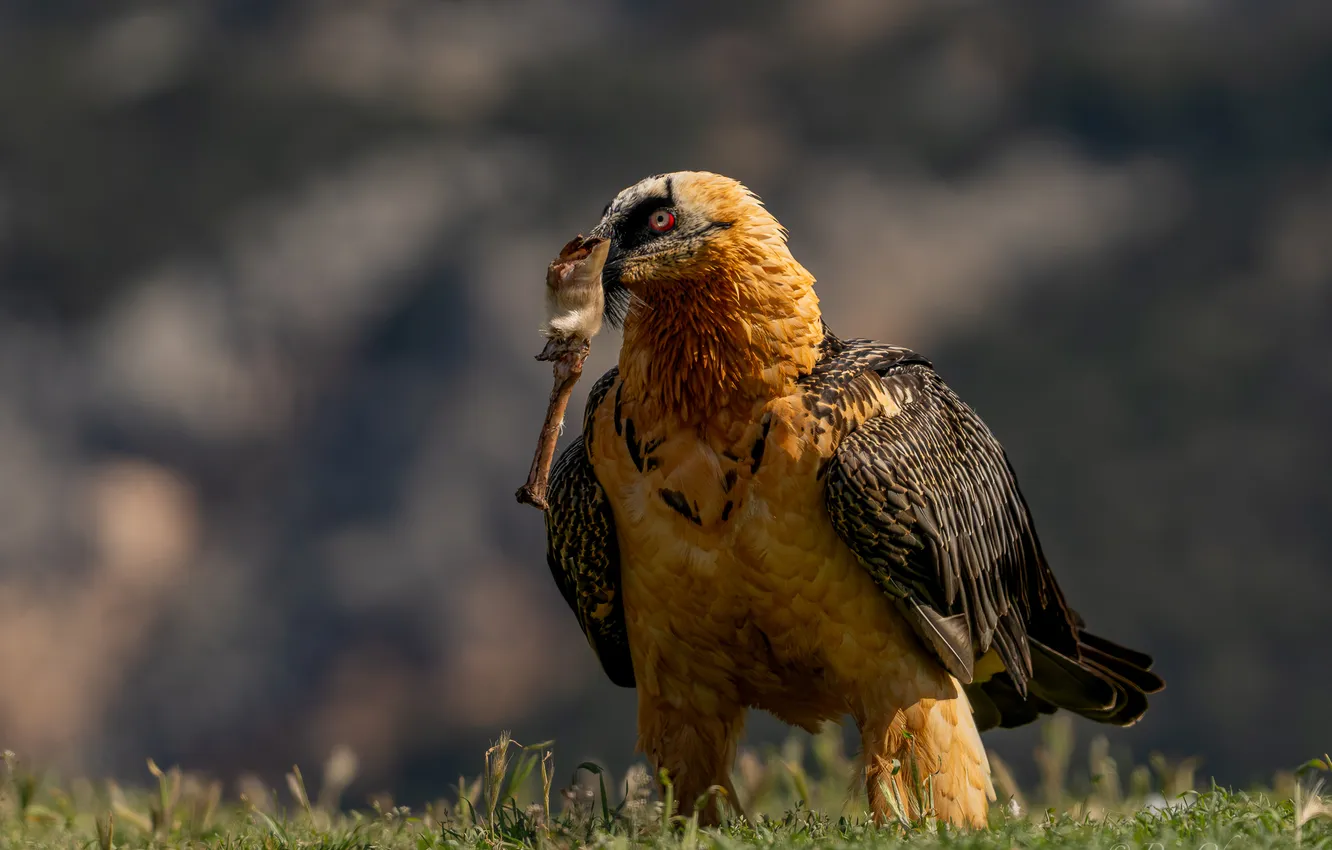 Photo wallpaper bokeh, bird of prey, Dorn Oksana, Bearded Vulture, The Bearded Man's visit, The Bearded Lamb, …