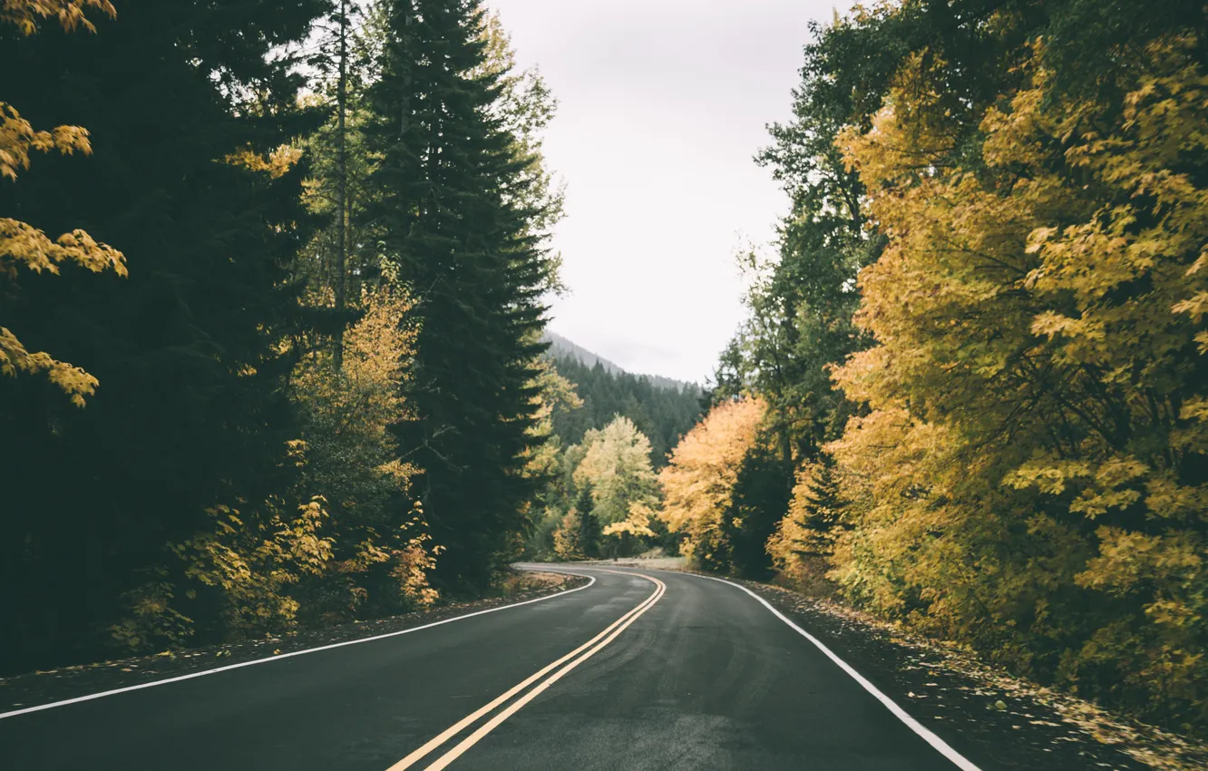 Photo wallpaper road, autumn, forest