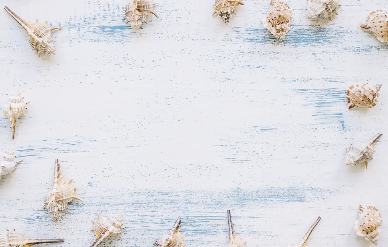 Photo wallpaper background, shell, sea