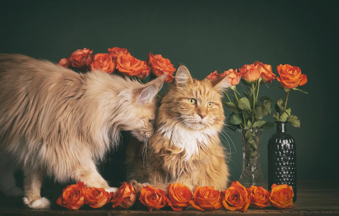 Photo wallpaper cat, cat, look, flowers, orange, pose, table, each