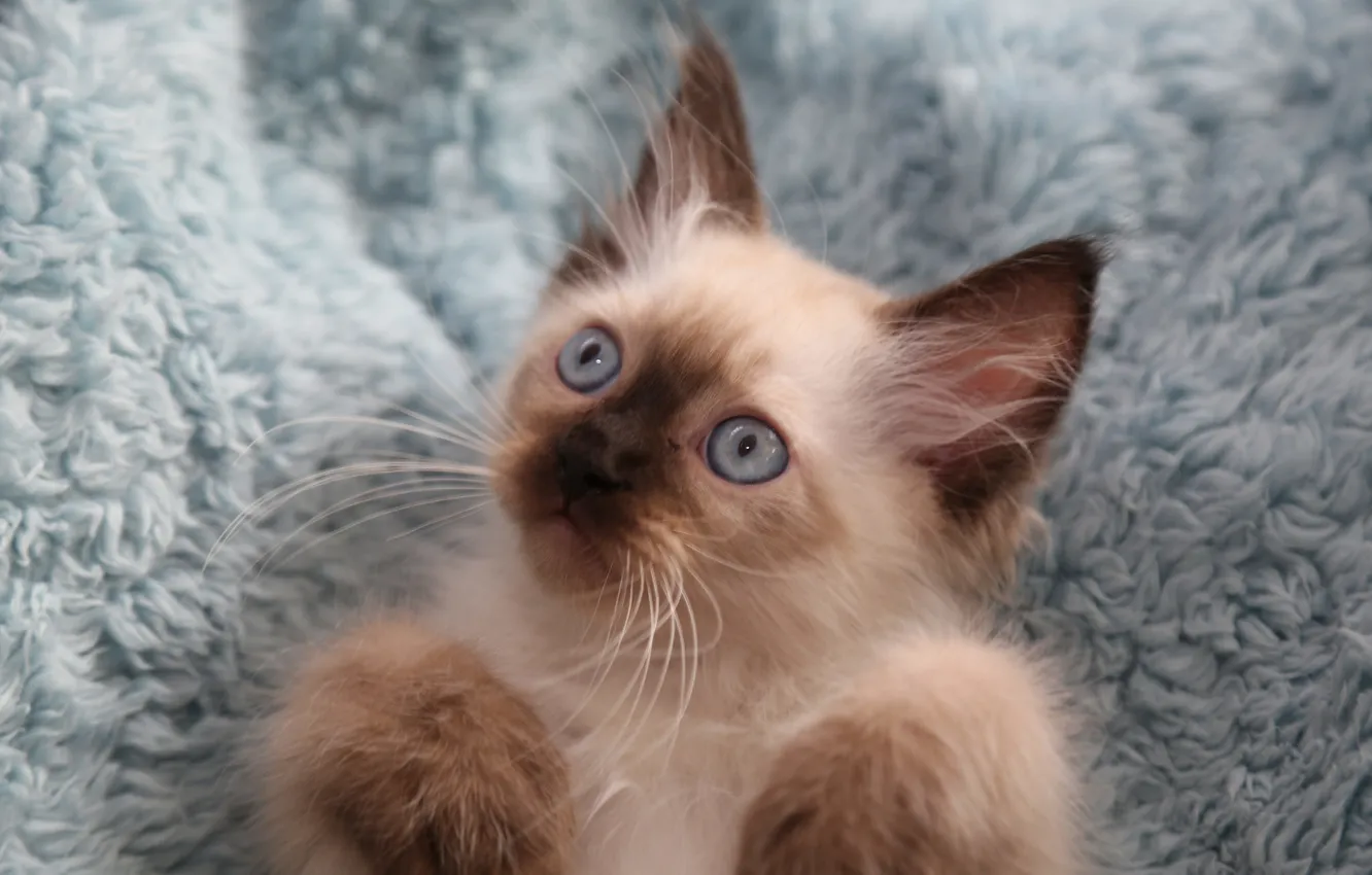 Photo wallpaper eyes, mustache, background, kitty