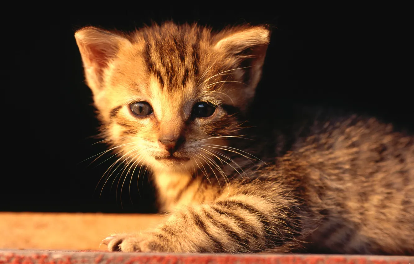 Photo wallpaper kitty, justify, sad face