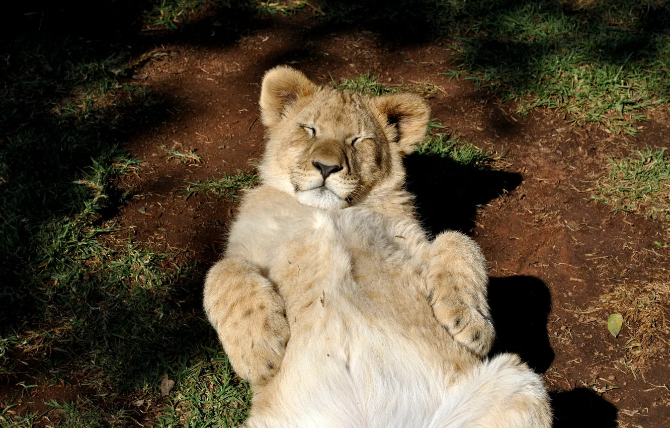 Photo wallpaper cat, stay, Leo, lion
