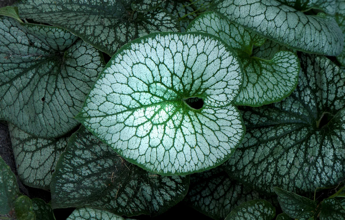 Photo wallpaper leaves, nature, plant