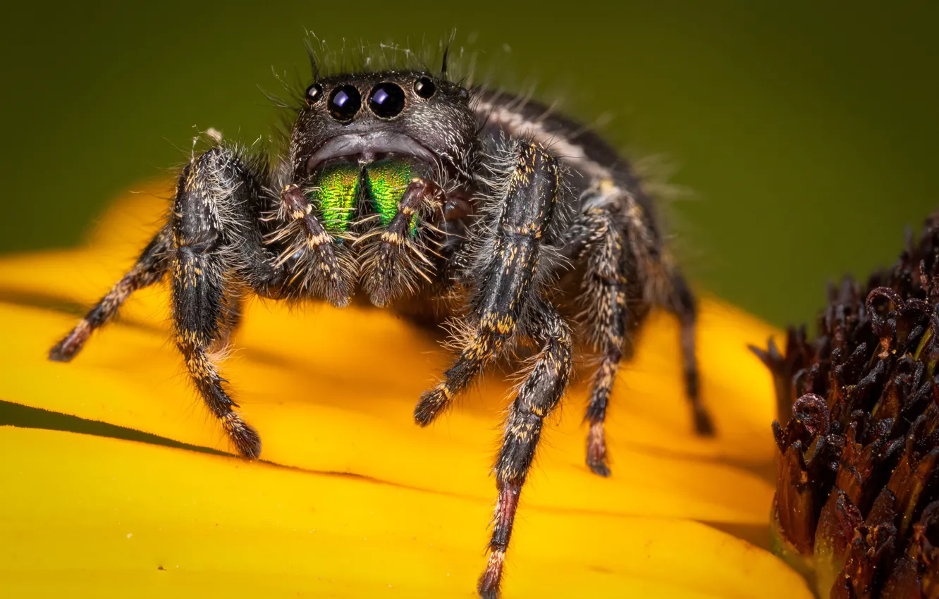 Photo wallpaper look, macro, flowers, yellow, spider, petals, jumper, spider