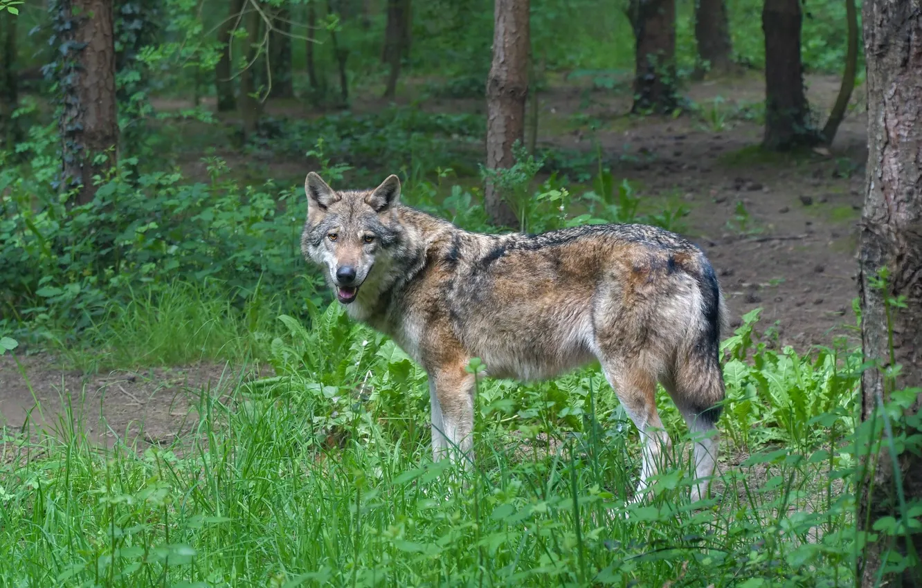 Photo wallpaper Predator, nature, snow, face, animal, wolf, canis lupus, wildlife