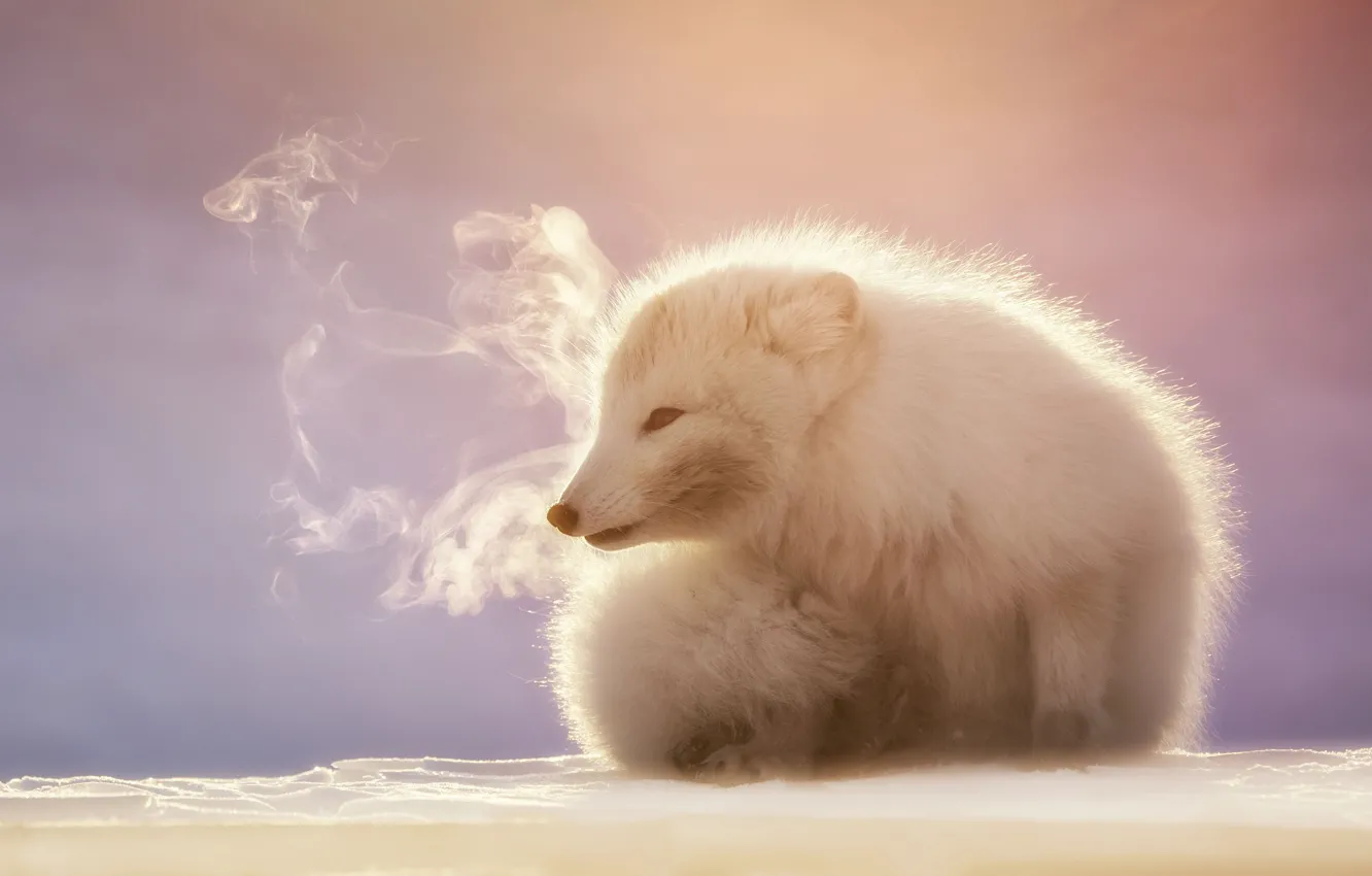 Photo wallpaper cold, winter, white, face, light, snow, pose, morning