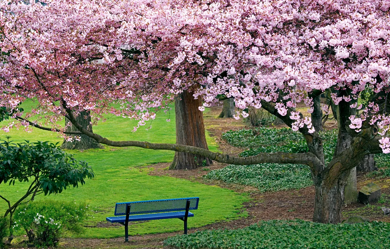 Photo wallpaper trees, bench, Park, Nature, Sakura, shop, cherry blossoms