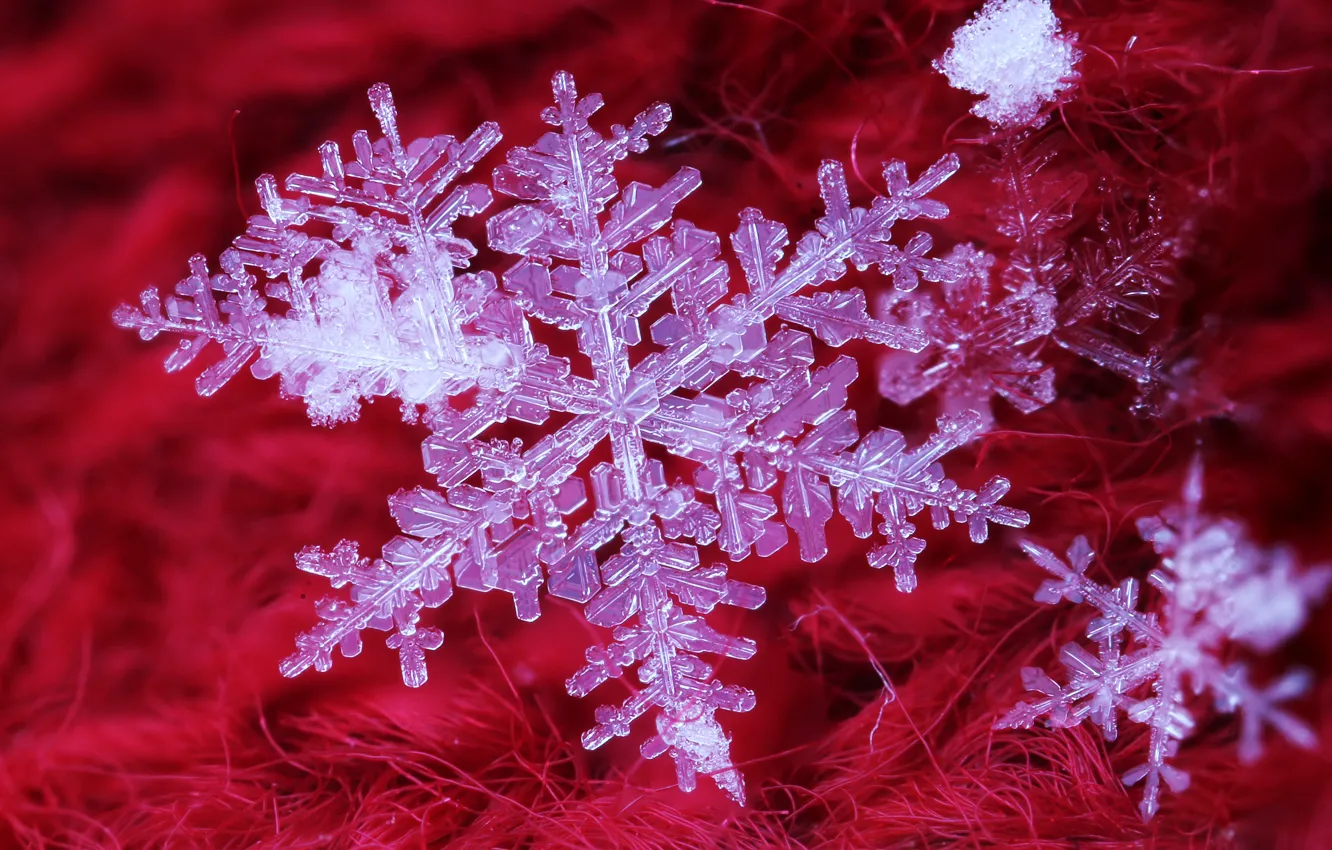 Photo wallpaper macro, snowflakes, background