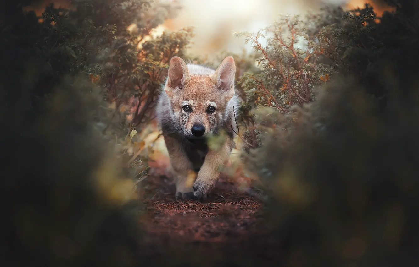 Photo wallpaper look, branches, nature, vegetation, dog, baby, puppy, face