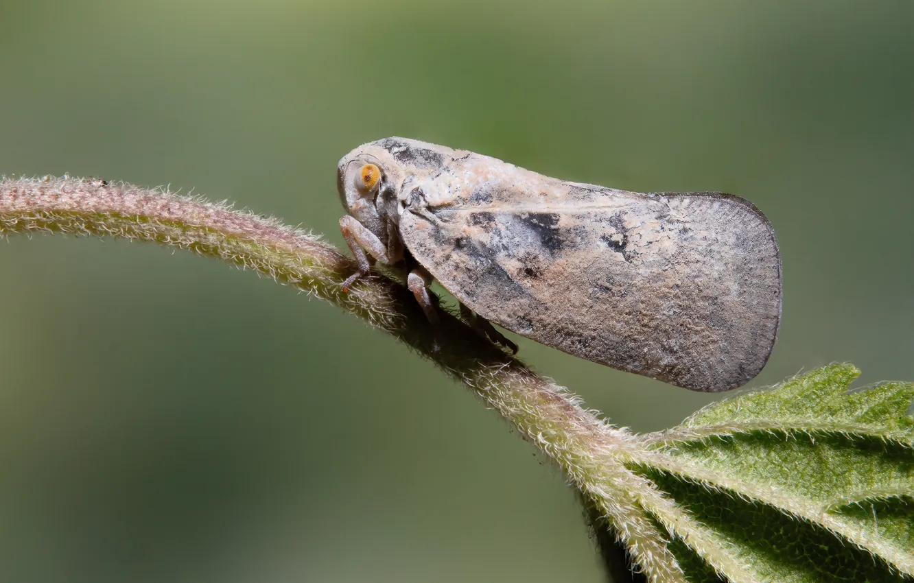 Photo wallpaper branches, bokeh, Stephane, macro photography of insects, Citrus Flatid Planthopper, Metcalfa pruinosa, The cicada is …