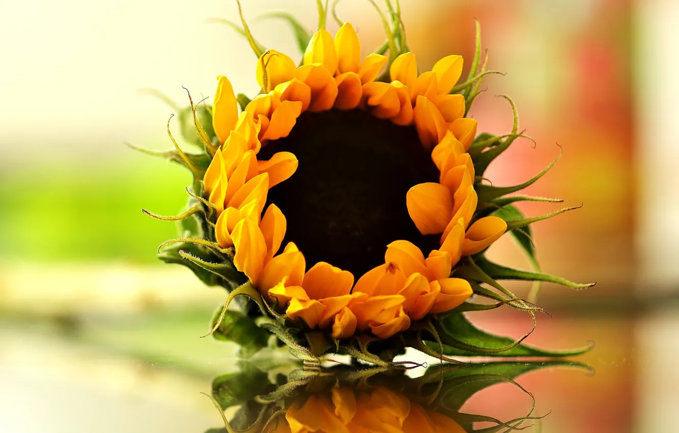 Photo wallpaper bokeh, reflection, sunflower