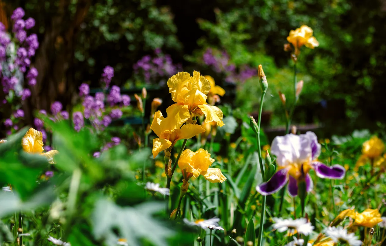 Photo wallpaper summer, flowers, nature