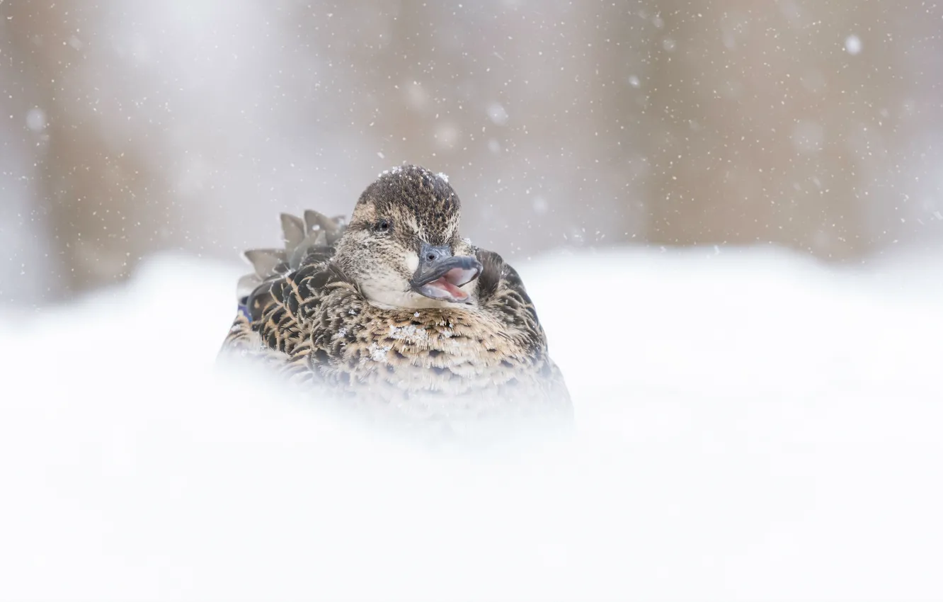 Photo wallpaper winter, snow, bird, duck, beak, haze