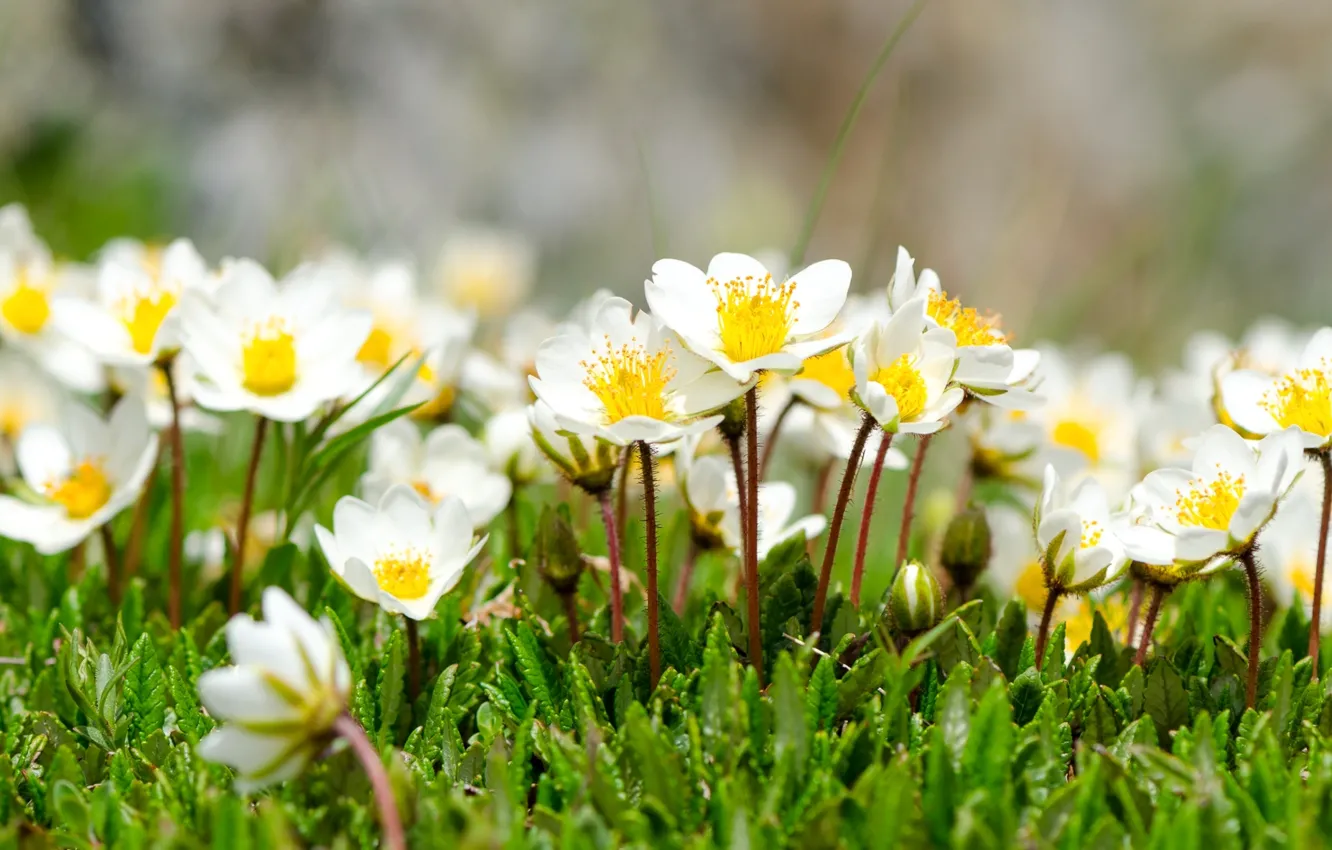 Photo wallpaper tenderness, spring, anemones, anemone