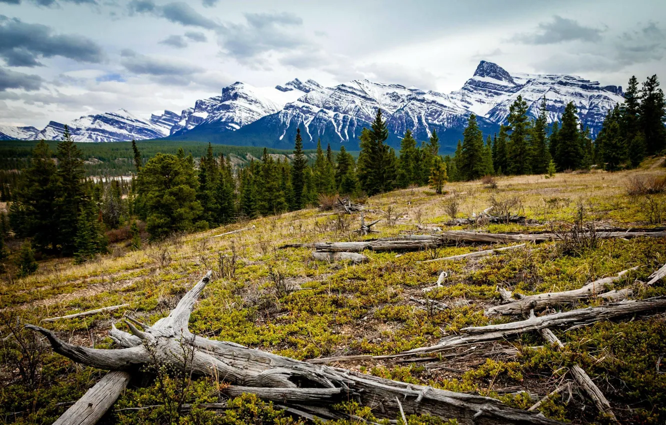 Photo wallpaper forest, the sky, snow, mountains, slope, Canada, Albert