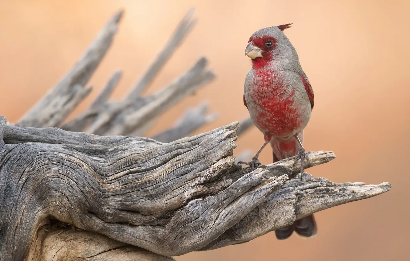 Photo wallpaper nature, bird, Cardinal