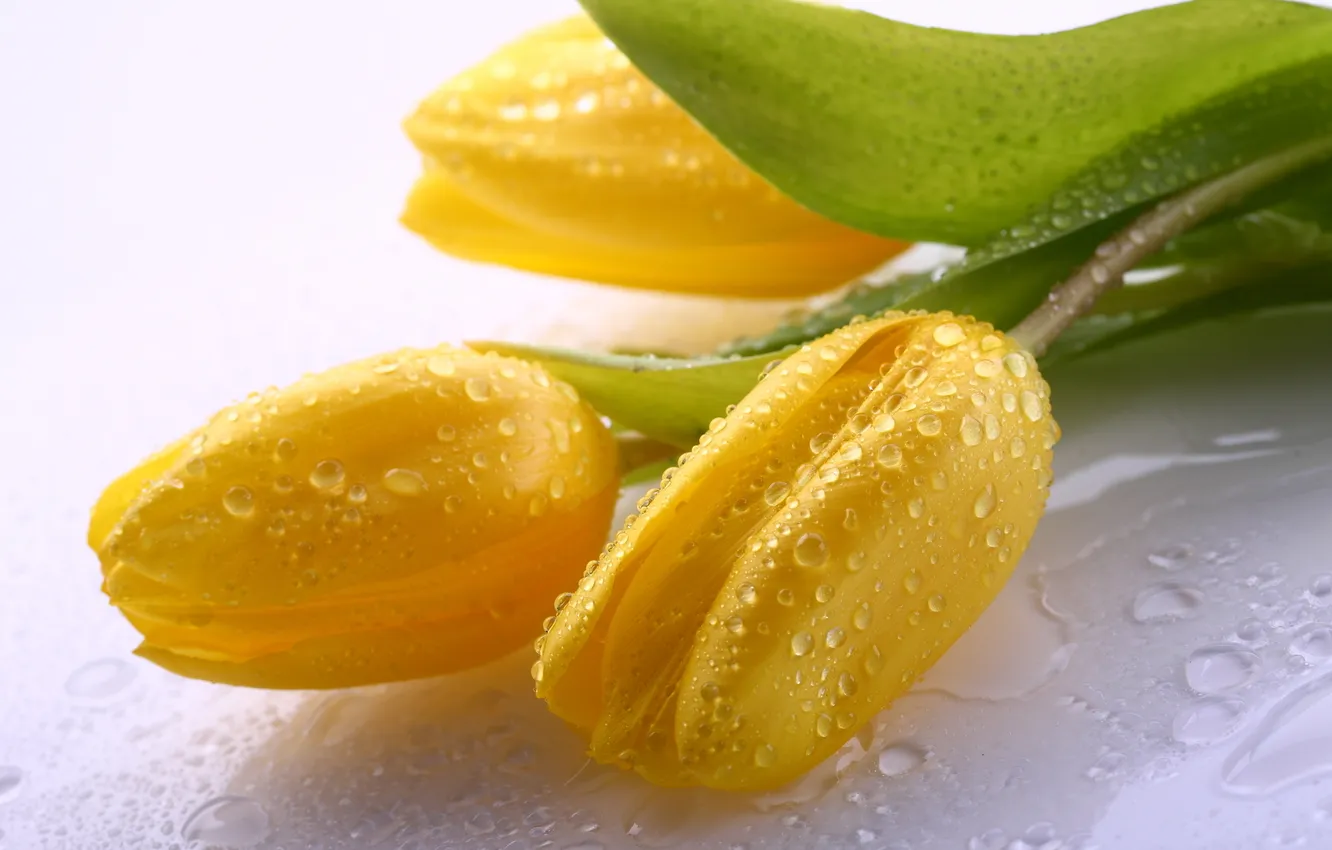 Photo wallpaper flowers, nature, tulips