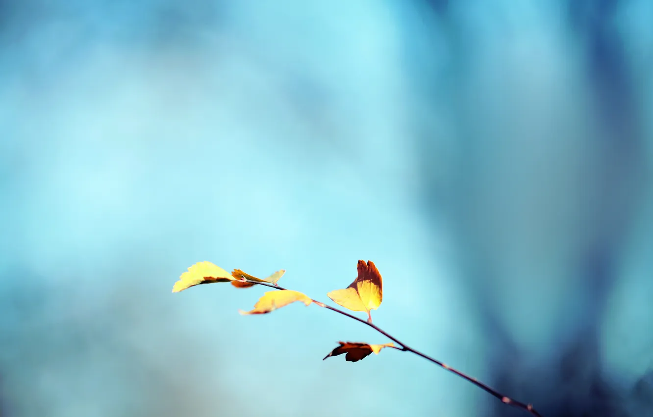 Photo wallpaper autumn, the sky, leaves, sprig, background, yellow, turquoise, dedevo