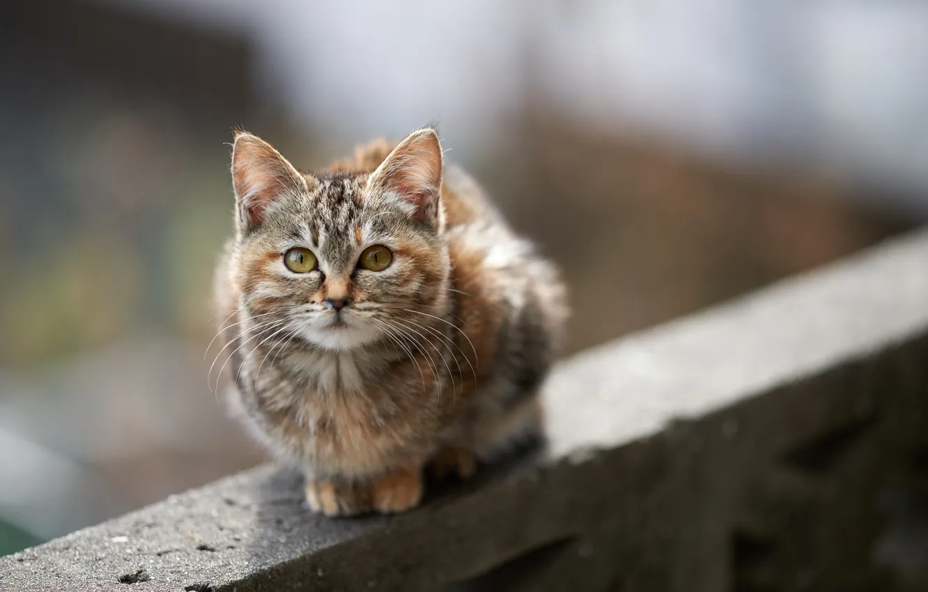 Photo wallpaper cat, look, background