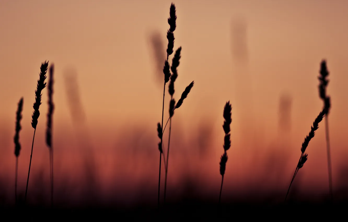 Photo wallpaper grass, macro, sunset, shadow, focus, grass, Focus, sunset