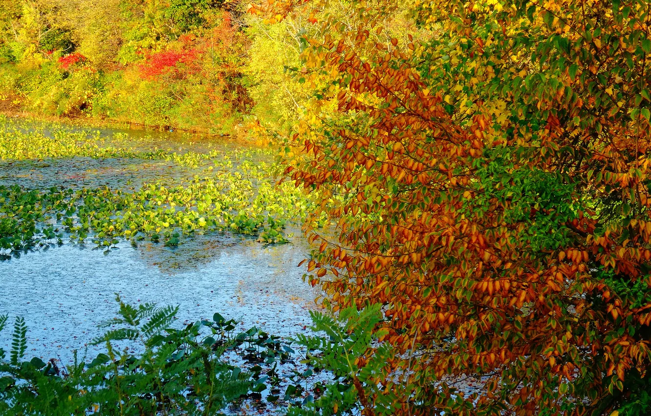 Photo wallpaper autumn, leaves, trees, pond