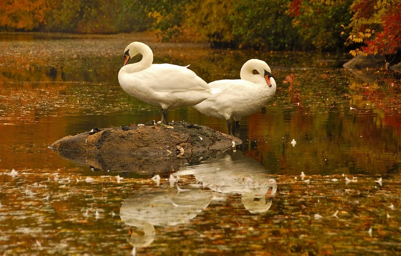 Photo wallpaper STONE, WATER, PAIR, LEAVES, REFLECTION, WHITE, BIRDS, GRACEFULLY