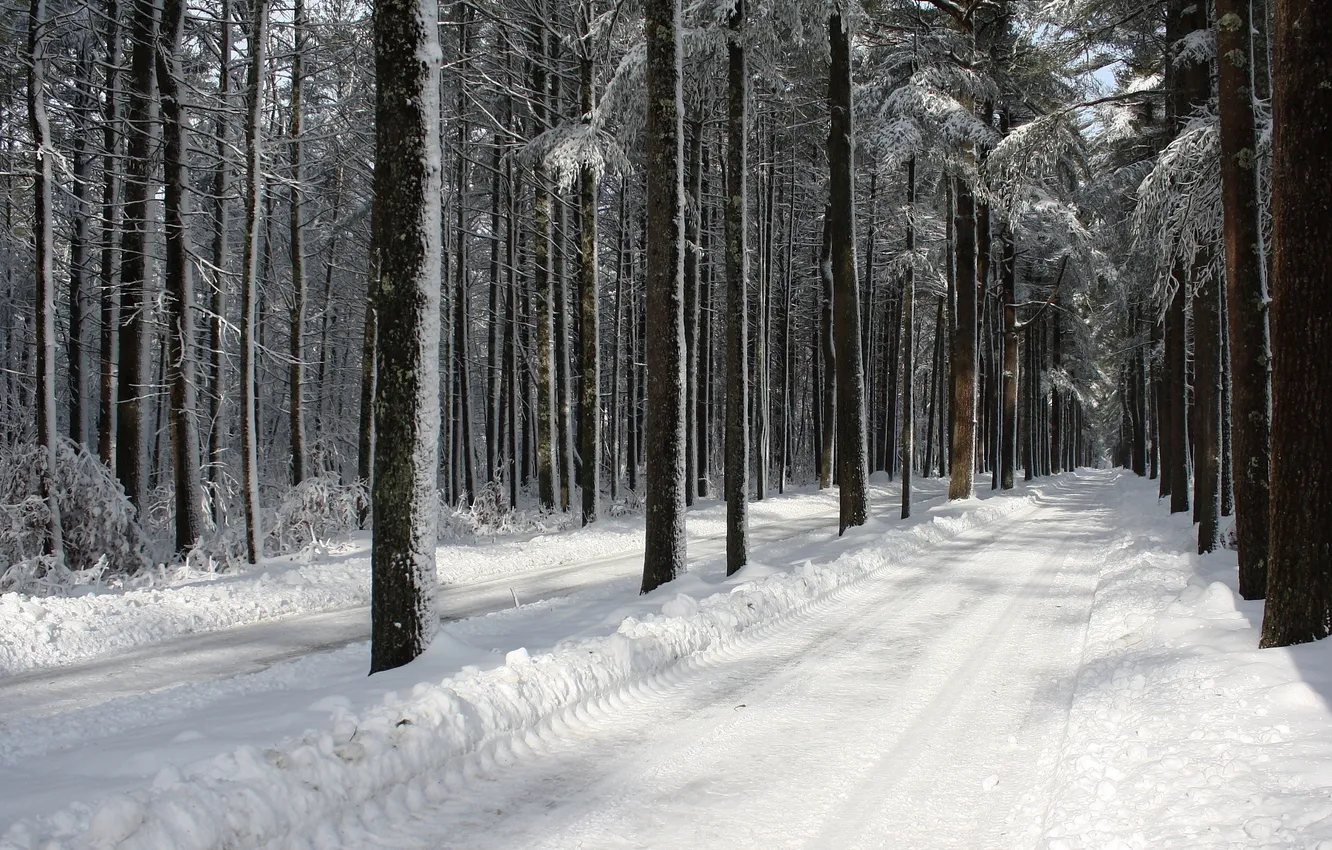Photo wallpaper road, trees, winter, snow