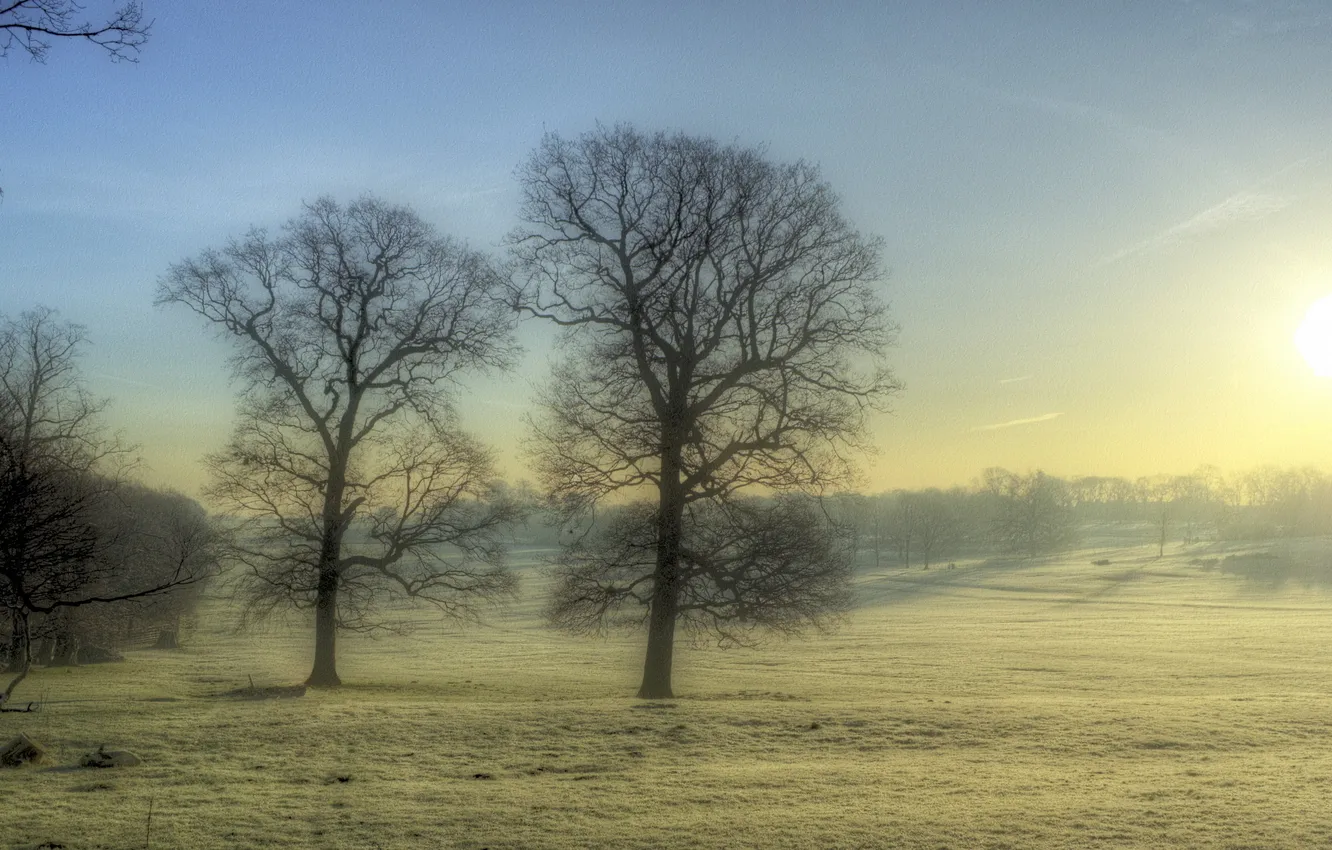 Photo wallpaper field, trees, landscape, fog, morning