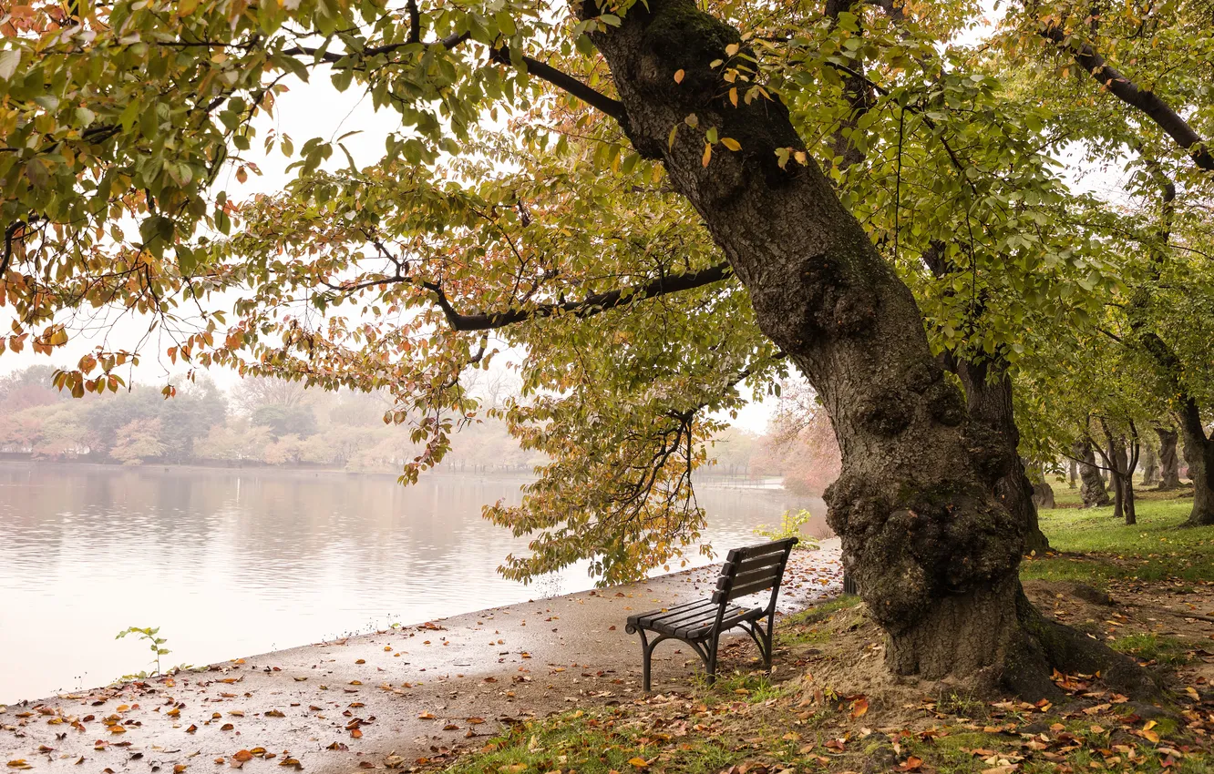 Photo wallpaper colors, trees, autumn, Washington, fall