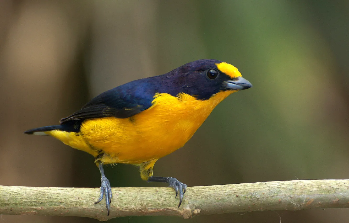 Photo wallpaper black, yellow, bird, branch, Gaturamo