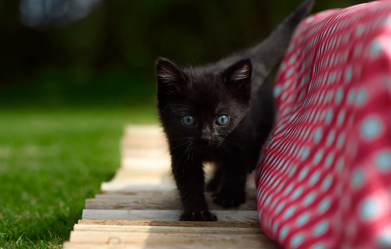 Photo wallpaper kitty, baby, black kitten