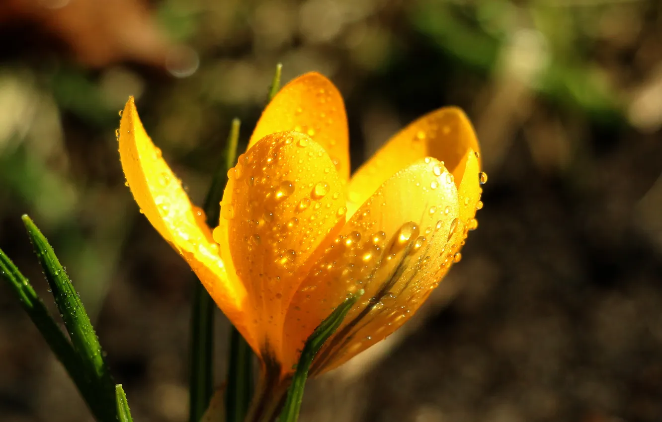Photo wallpaper flower, yellow, drops, spring, Crocus