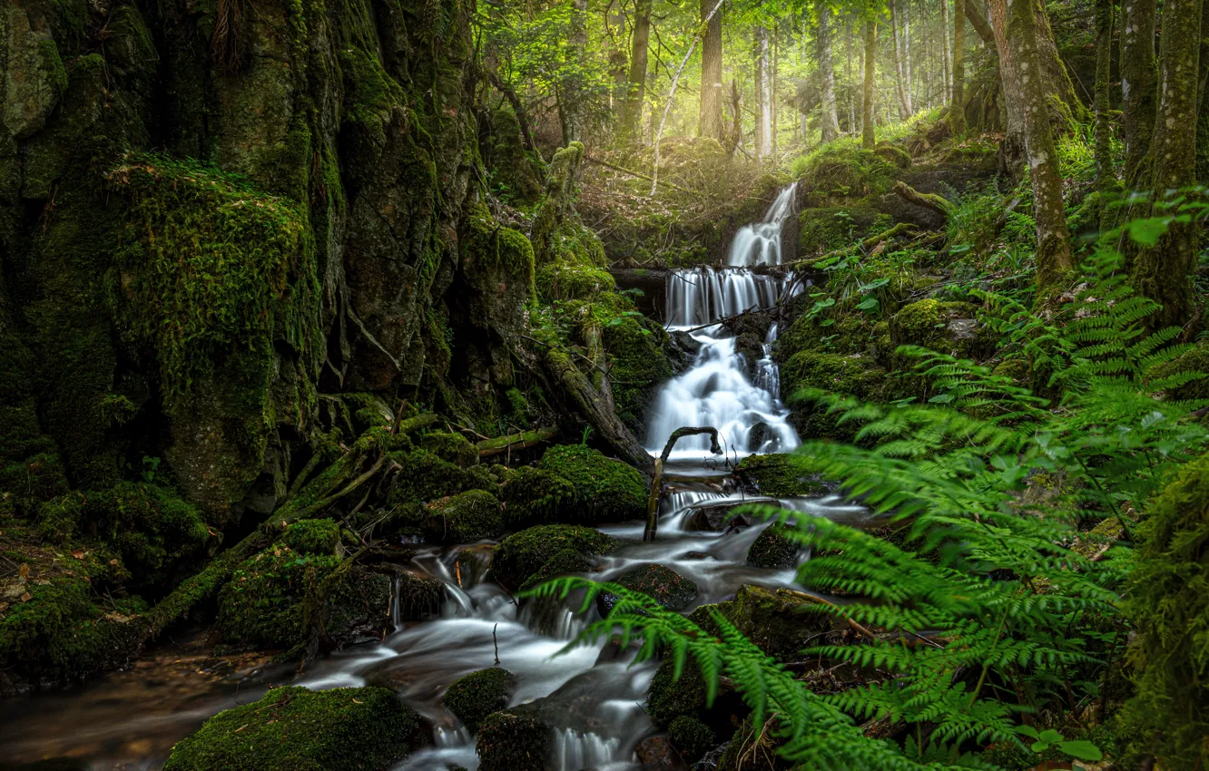 Photo wallpaper forest, trees, stream, France, waterfall, fern, cascade