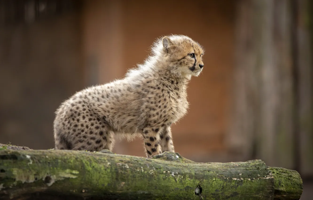Photo wallpaper look, pose, kitty, baby, Cheetah, cub