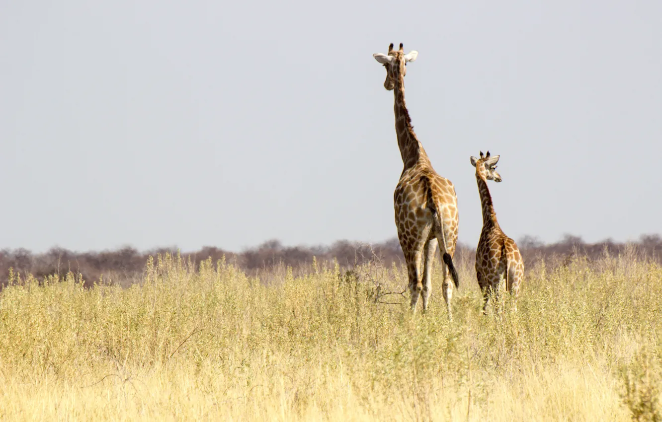 Photo wallpaper Namibia, Africa, wildlife, sunny, family, giraffes